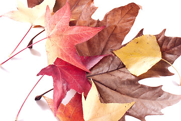 Image showing autumn leaves