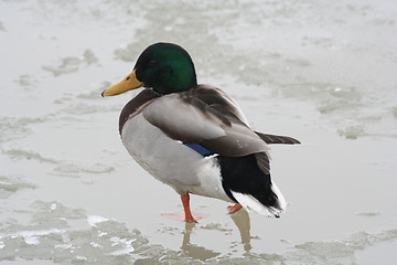 Image showing Duck