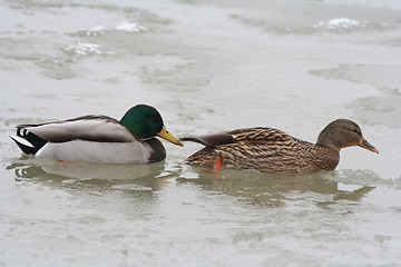 Image showing Ducks