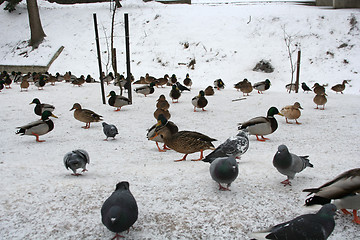 Image showing Ducks