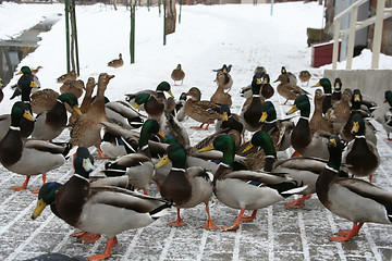 Image showing Ducks