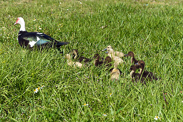 Image showing Muscovy Duck Family