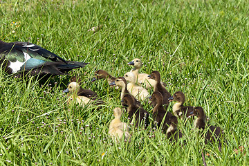 Image showing Muscovy Ducklings