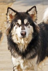 Image showing Alaskan Malamute dog