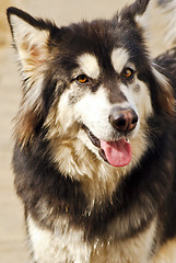 Image showing Alaskan Malamute dog