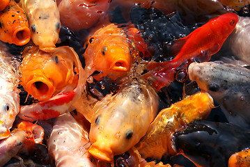 Image showing Hungry fish