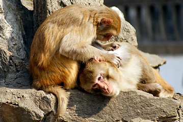 Image showing monkey catch lice