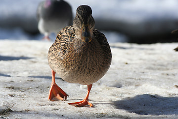 Image showing Duck