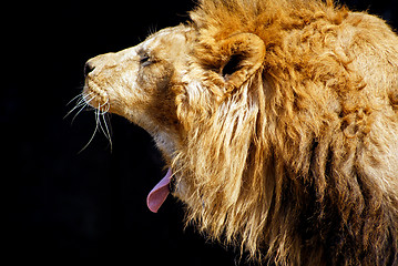 Image showing Lion open big mouth