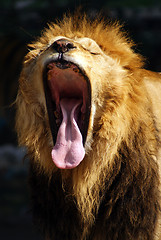 Image showing Lion open big mouth