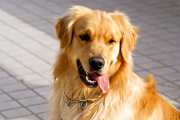 Image showing Golden Retriever 