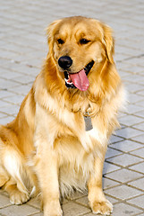 Image showing Golden Retriever 