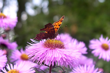 Image showing Butterfly on a Flower