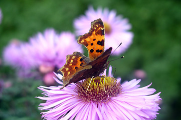 Image showing Butterfly on a Flower