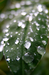 Image showing Drops on Leaf