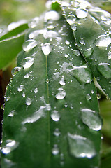 Image showing Drops on Leaf