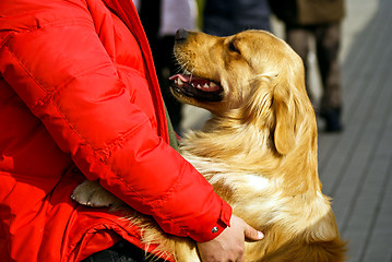 Image showing Golden Retriever 