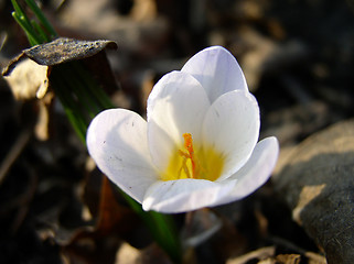 Image showing Crocus