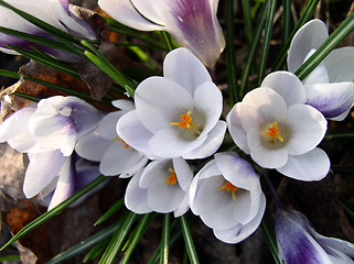 Image showing Crocus