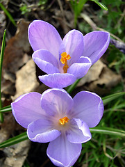 Image showing Crocus