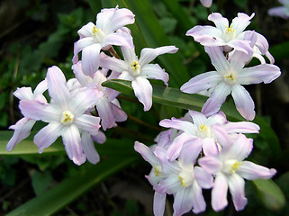 Image showing Spring Flowers