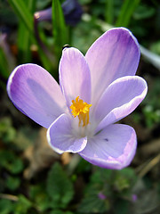 Image showing Crocus