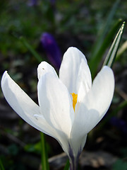 Image showing Crocus