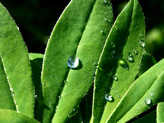 Image showing Leaf with Drops of Rain