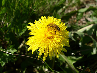 Image showing Dandelion