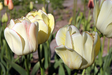 Image showing Tulips