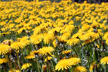 Image showing Dandelion Field