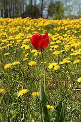 Image showing Red Tulip among Dandelions