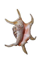 Image showing conch close up