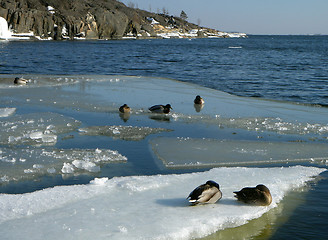 Image showing Ducks on an ice floe