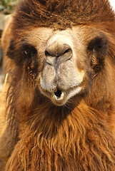 Image showing camel