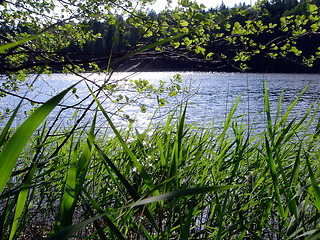 Image showing Forest lake in the summer