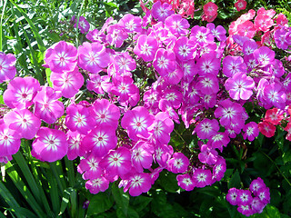 Image showing Phlox