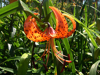 Image showing Tigress Lily