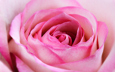 Image showing Rose blossom