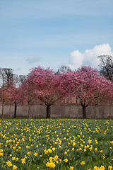 Image showing Cherry Blossoms