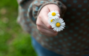 Image showing Child with daisy flower