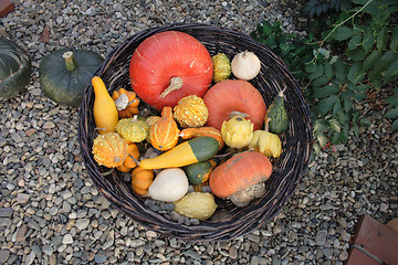 Image showing pumpkins collection