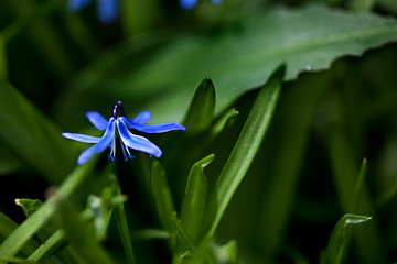 Image showing Spring Flowers