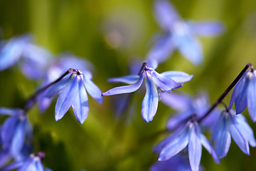 Image showing Spring Flowers