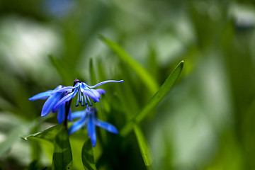 Image showing Spring Flowers