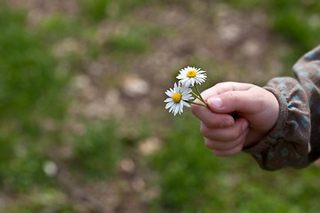 Image showing Child with daisy flower