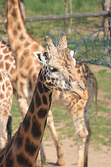 Image showing girafe head