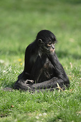 Image showing black lemur monkey