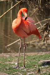 Image showing flamingo
