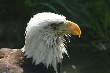 Image showing eagle